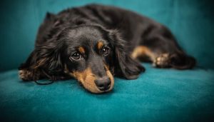 Poly Tunnel Dreams - ‘Katie’ our most agreeable baby