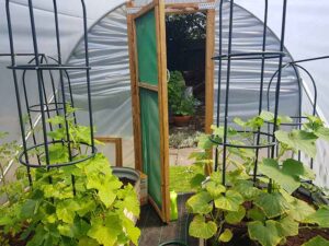 Growing my own vegetables, salad & fruit inside my garden polytunnel