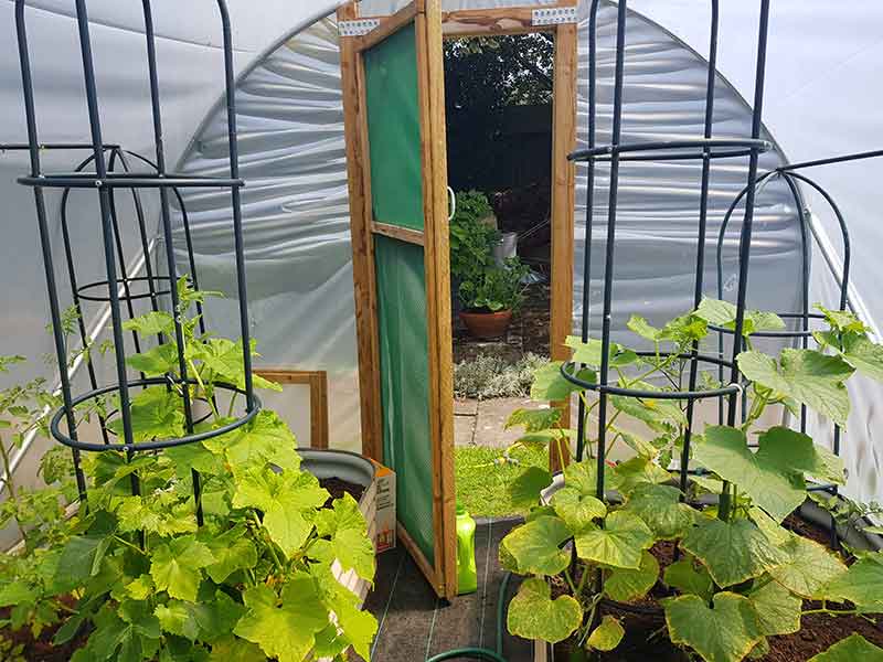 Growing my own vegetables, salad & fruit inside my garden polytunnel