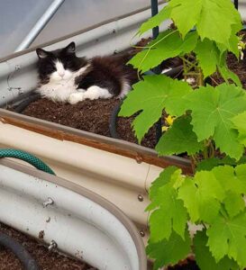 Soaker hose in polytunnel installation plus optional cat.
