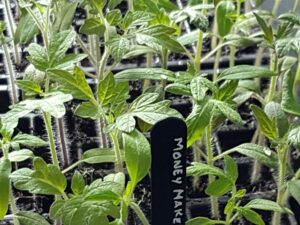 Moneymaker Tomato Plug Plants