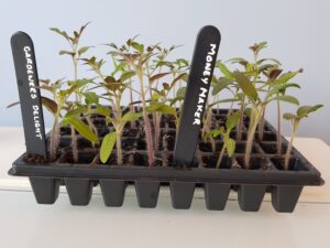 Tomato Plug Plants Online