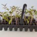 Tomato Plug Plants Online