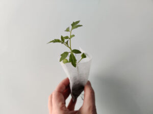 Gardeners Delight tomato plug plants in biodegradable nursery bags.