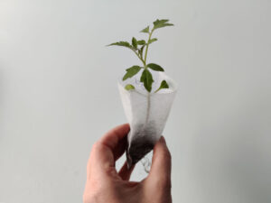 Moneymaker tomatoe plug plant in biodegradable nursery bag.